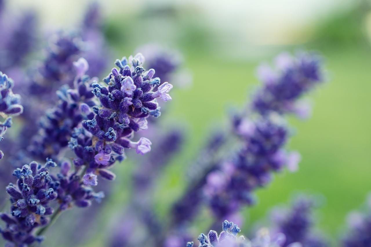 Stunning close-up of vibrant lavender blooms, emphasizing their color and texture in a natural, outdoor setting.